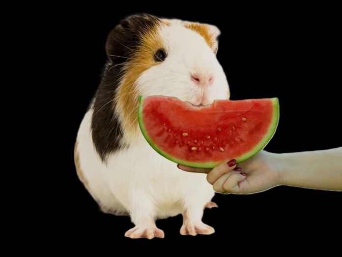 Can-Guinea-Pigs-Eat-Watermelon