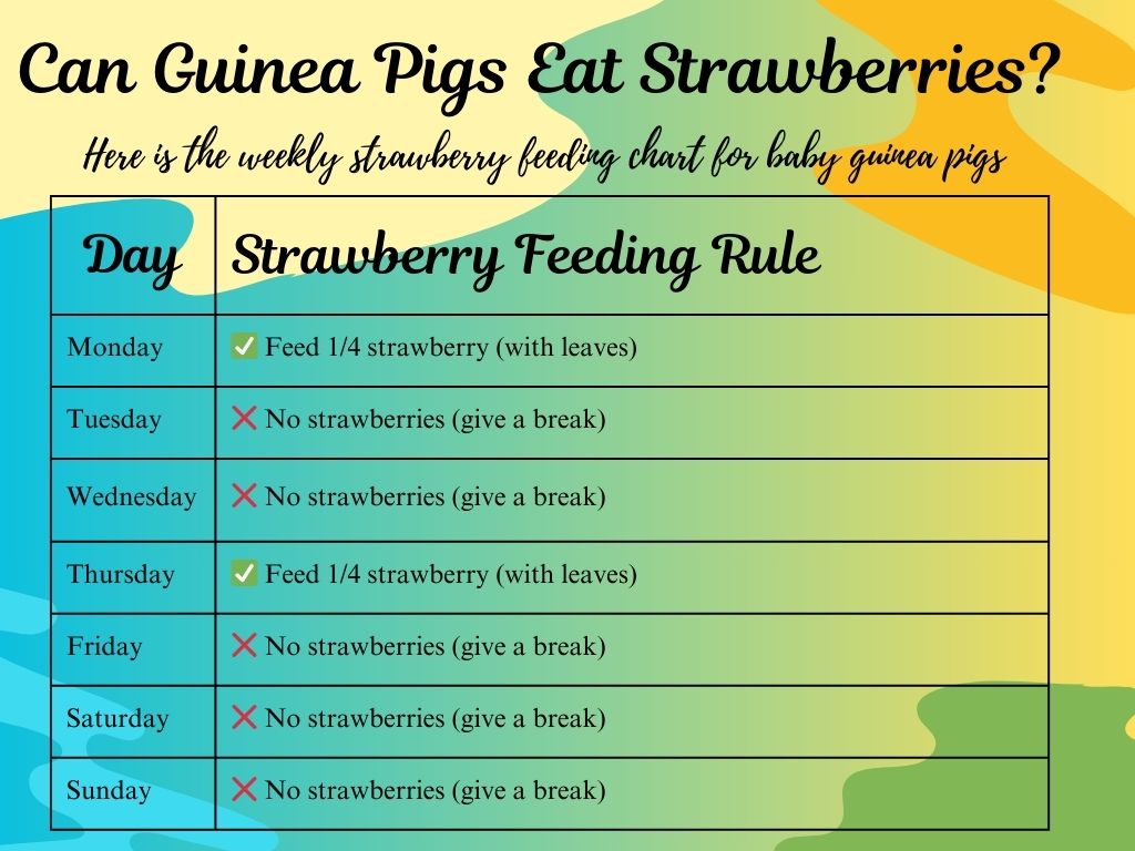 strawberry Feeding Rule