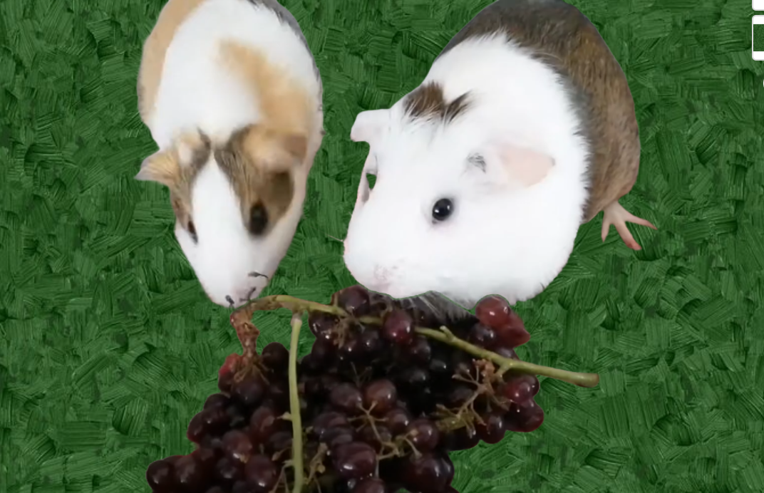 Can guinea pigs eat red grapes?