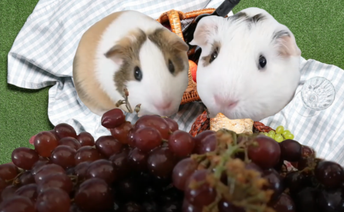 Can Guinea Pigs Eat Grapes?