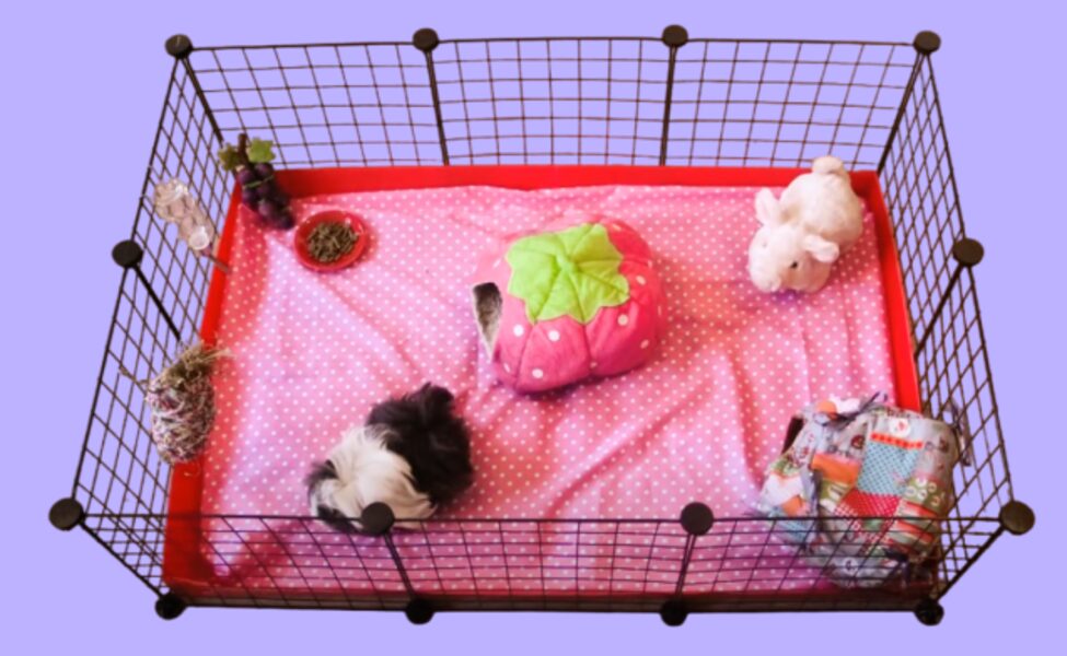 Guinea Pig Enclosure with Lid So Cats Can't Get In