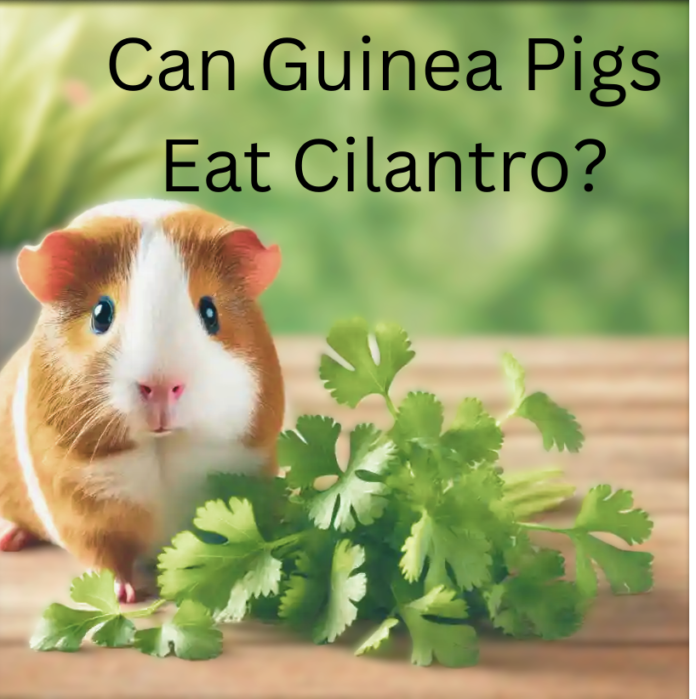 Can Guinea Pigs Eat Cilantro?