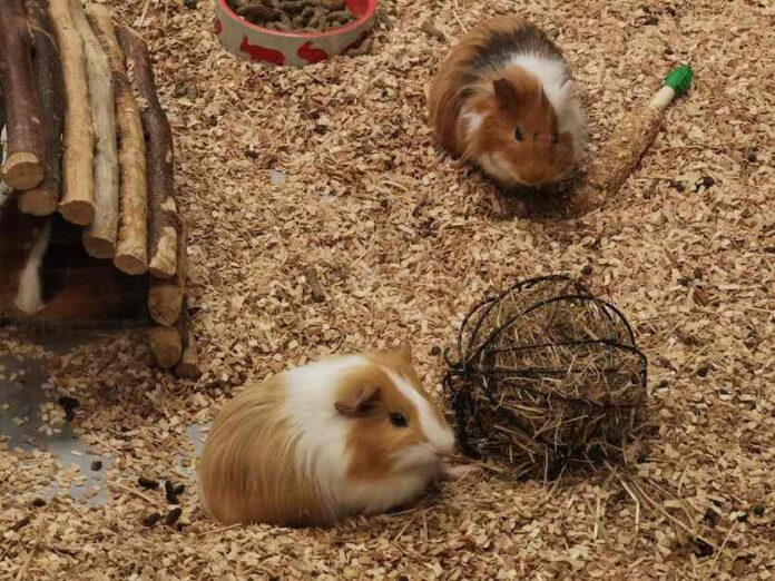 Aspen Bedding For Guinea pigs