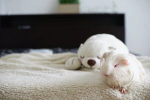 fleece bedding for guinea pigs